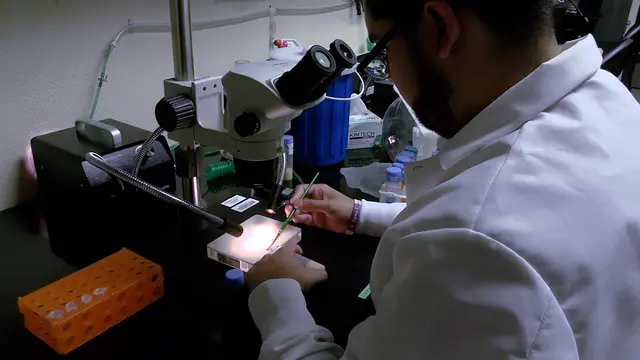 FLEX: Flugtrainingsprotokoll für die Fruchtfliege Drosophila