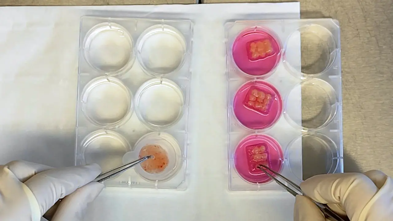 <em>Ex vivo</em> Culture of Human Placental Explants for the Study of Viral Transmission Across the Maternal-Fetal Interface