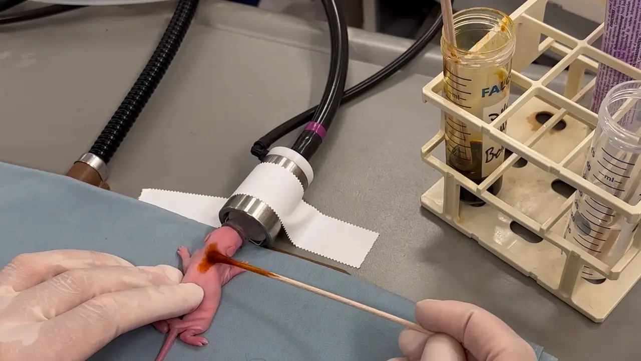 Development of a Neonatal Rat Model for Brachial Plexus Birth Injury