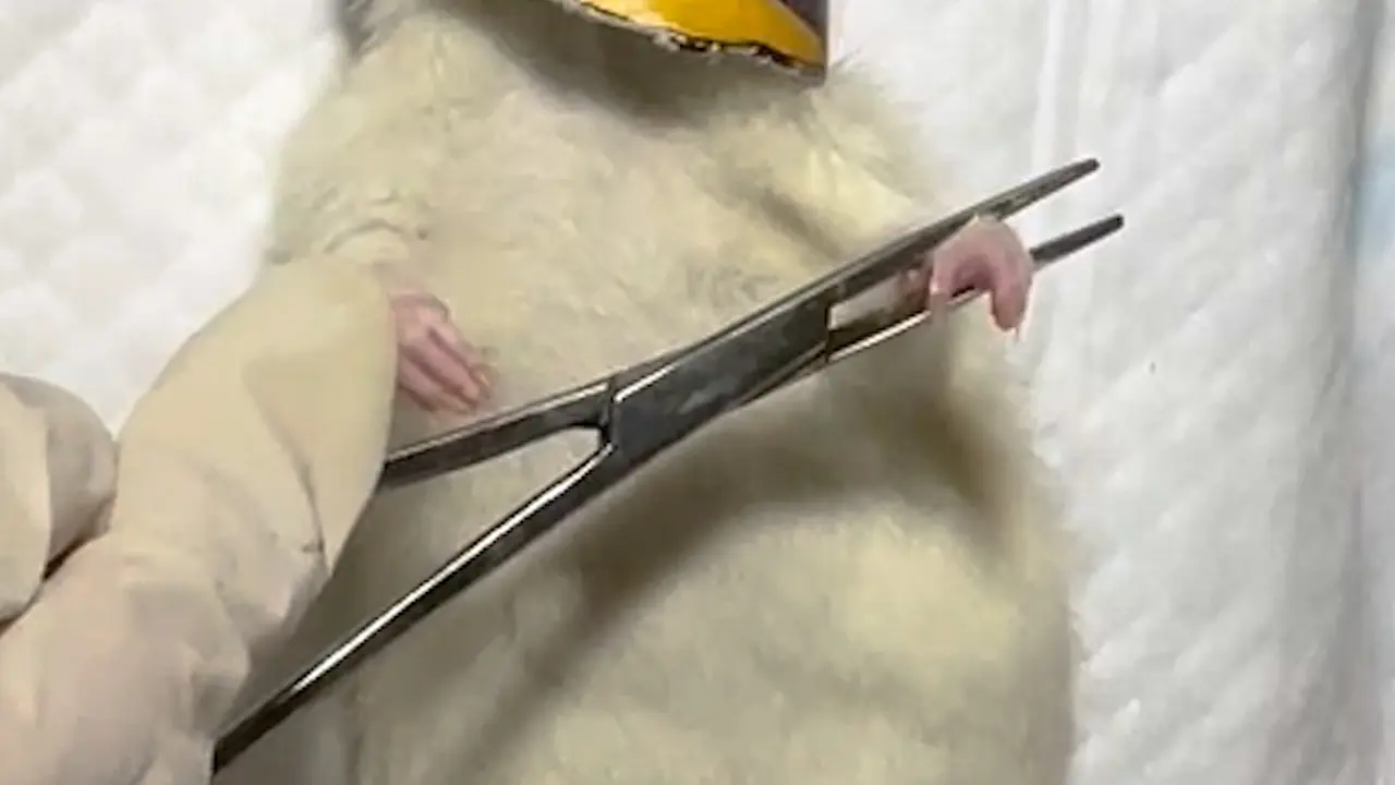 Development and Validation of a Methodology for Establishing Obese Rat Models with Typical Fatty Pancreas
