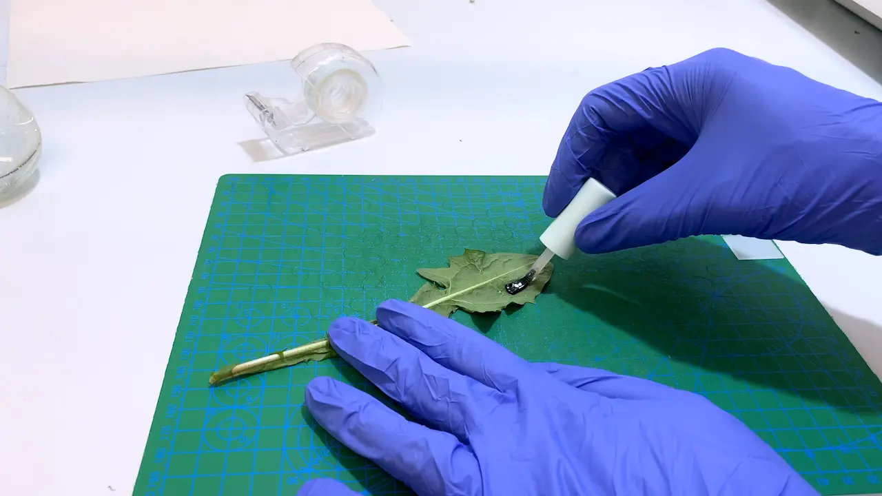 Characterizing Stomatal and Epidermal Traits Using Peels, Clearing, and AI-Based Image Analysis