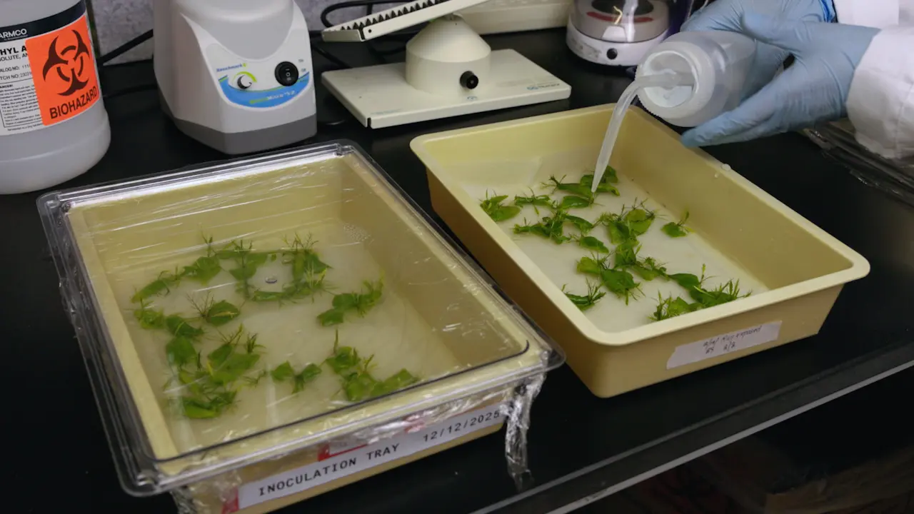 Efficient Regeneration-based Agrobacterium-Mediated Transformation of an Asexual Amphibious Brassicaceae Species, <em>Rorippa aquatica</em>