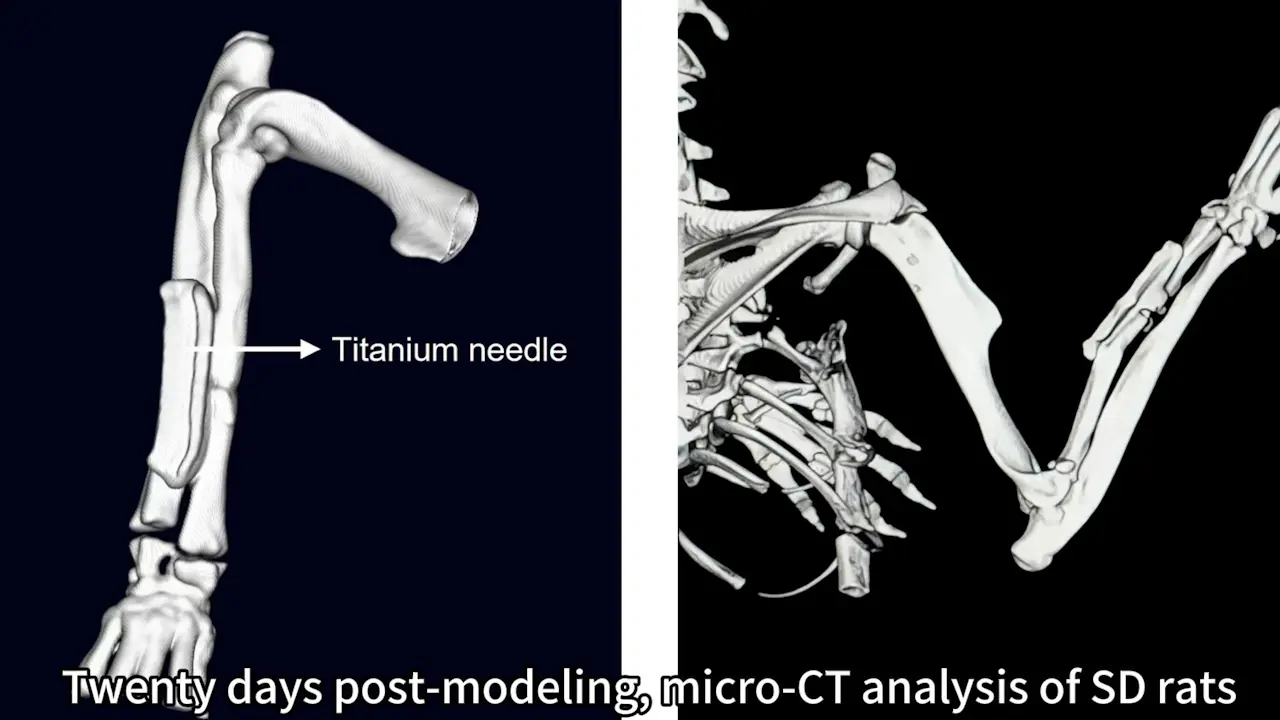 Development of a Novel Internal Fixation Model for Rat Radial Fractures: Fracture Healing Assessment and Dorsal Root Ganglion Isolation