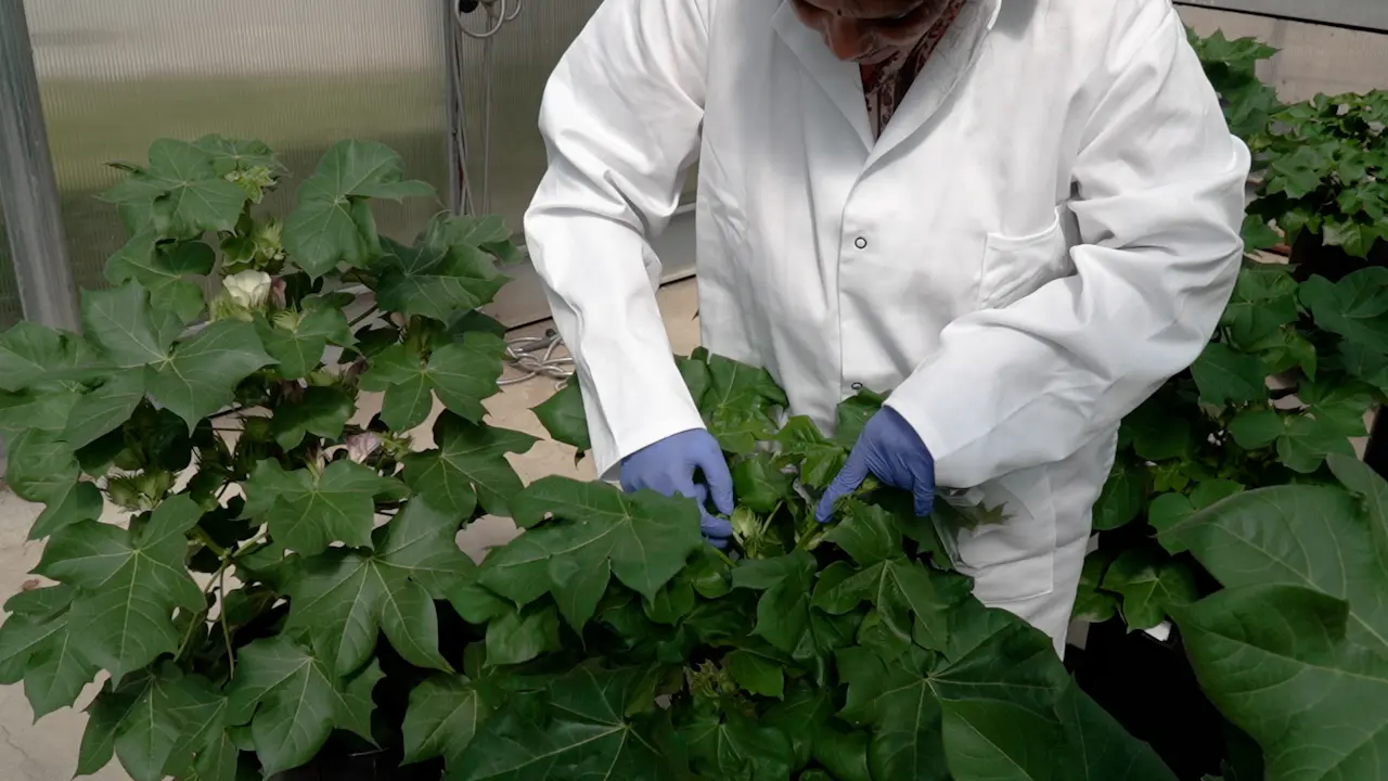 Visualization of Leaf and Bracteal Nectaries of Cotton using Digital Microscopy to Improve Scoring Accuracy and Data Preservation
