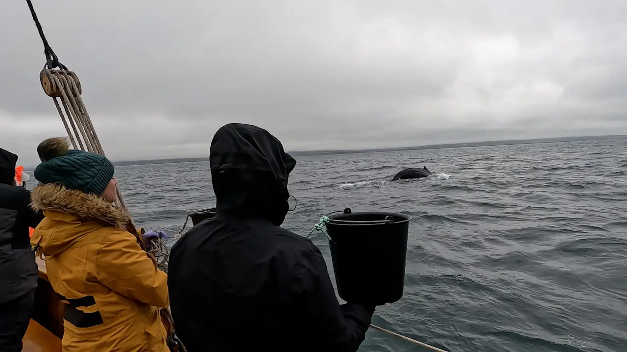 Environmental DNA Sampling from Whale-Watching Vessels for Cetacean Monitoring