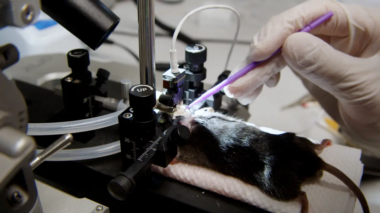 <em>In Vivo</em> Calcium Imaging with a Miniaturized Microscope in the Hypothalamus for Understanding Social Behaviors in Mice