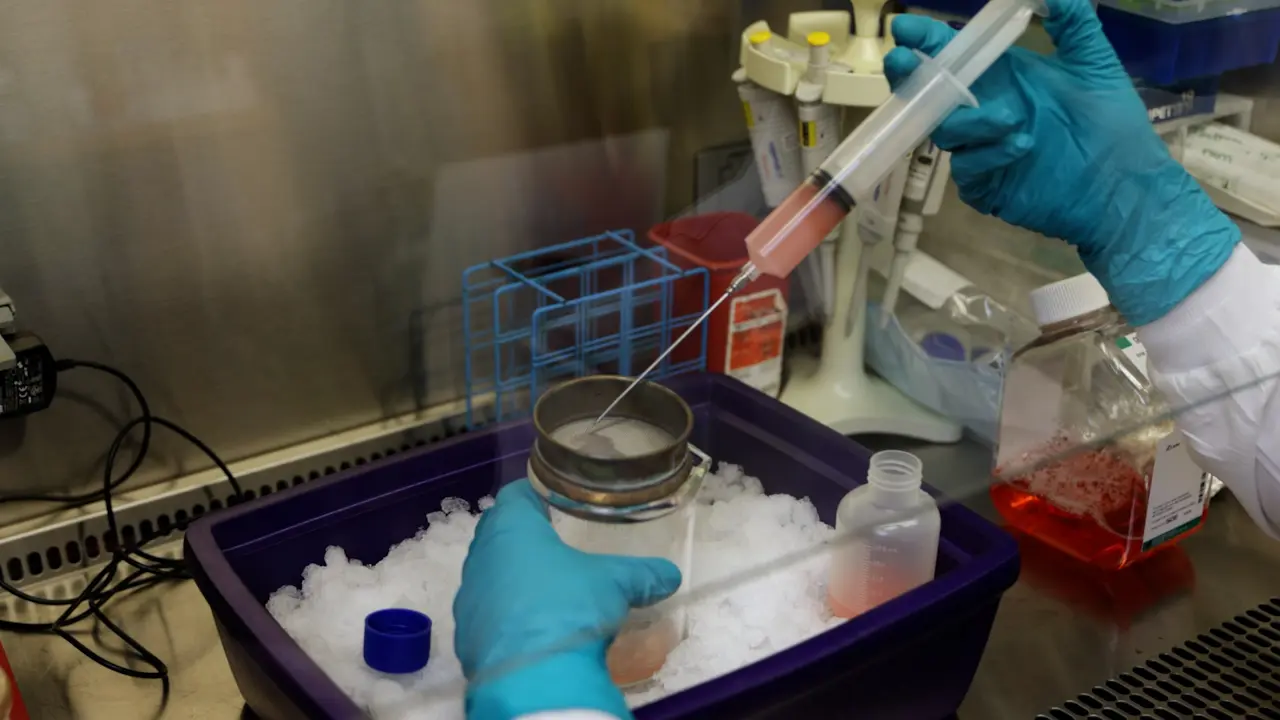 Pancreatic Islet Isolation and Purification from Lewis Rats Using Enzymatic Digestion and Density-Gradient Separation