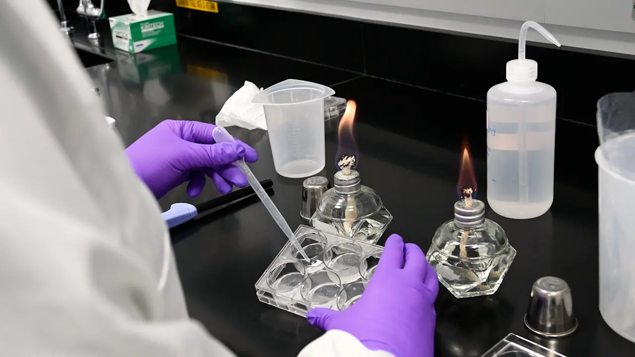 An Optimized Protocol for <em>Candida albicans</em> Infection in <em>Schmidtea mediterranea</em> to Study Fungal Pathogenesis and Host Defense