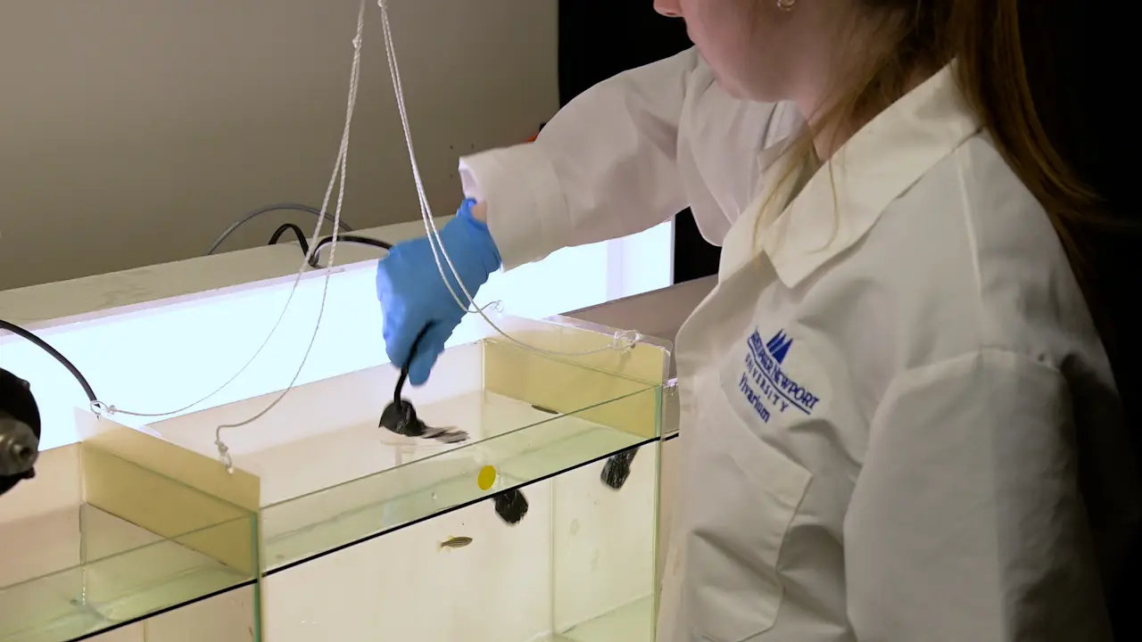 Low-Cost Alternative for Examining Social Preference in Zebrafish (<em>Danio rerio</em>) Using the 3-Chamber Open-Tank Free-Swim Task