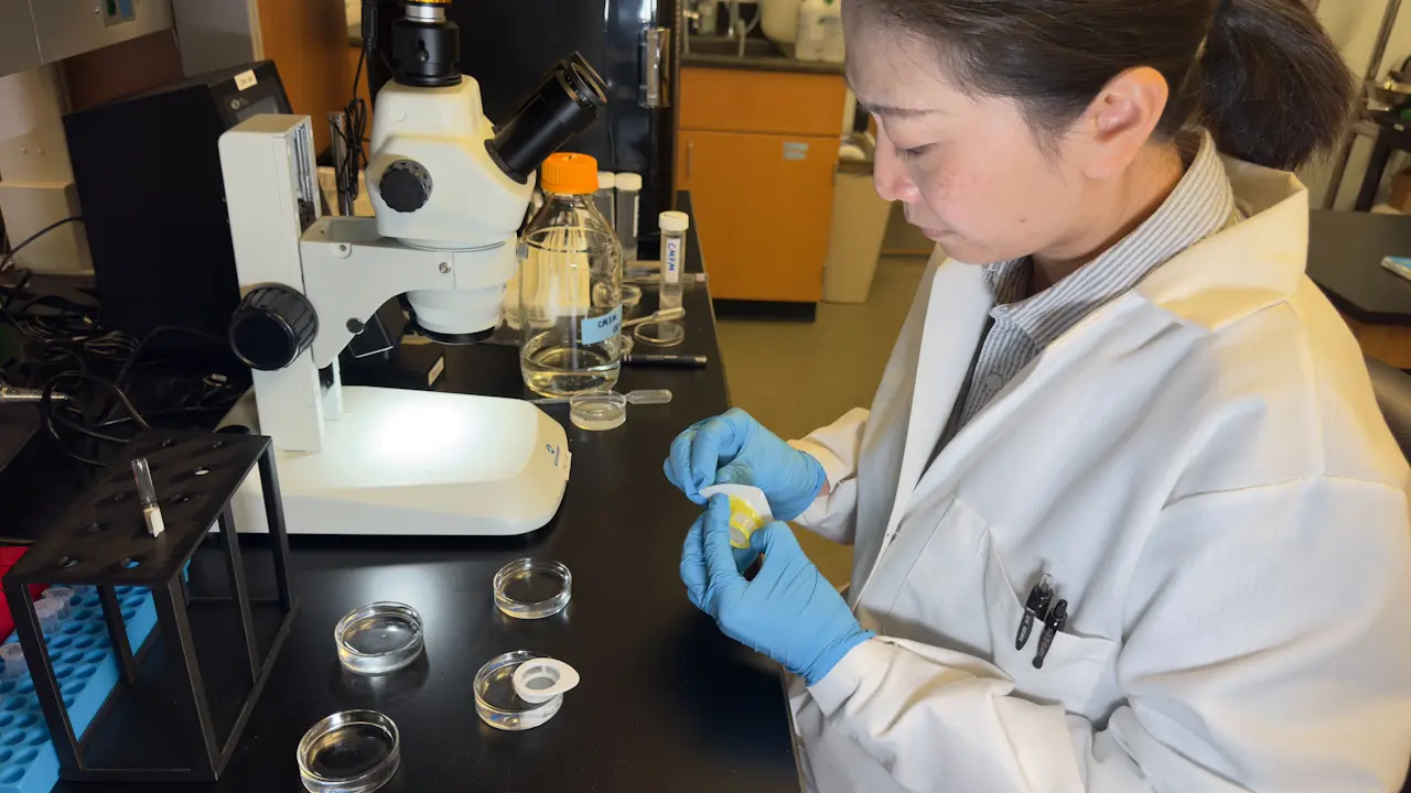 Isolating Single Cells from <em>Xenopus</em> Early Embryos and Sorting Them by Size