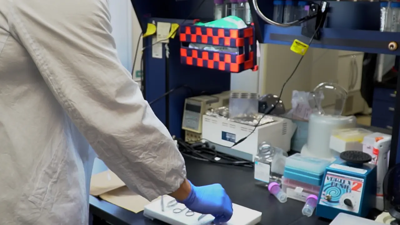 Single Fiber Isolation Assay for the Assessment of Oxidative Myofiber Behavior