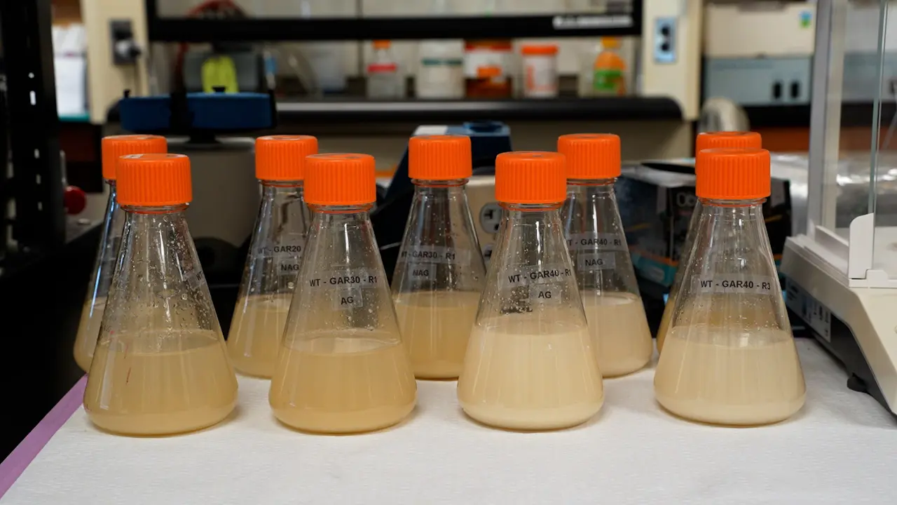 A Method for Adapting <em>Euglena gracilis</em> to Cassava-Based Substrates for Heterotrophic Cultivation