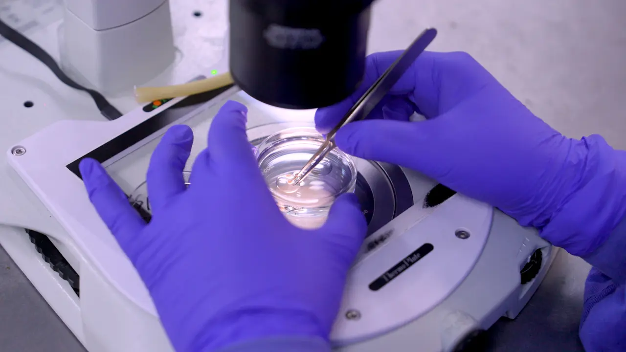 Mouse Oocyte In Vitro Maturation, Fertilization, and Culture of Preimplantation Embryos