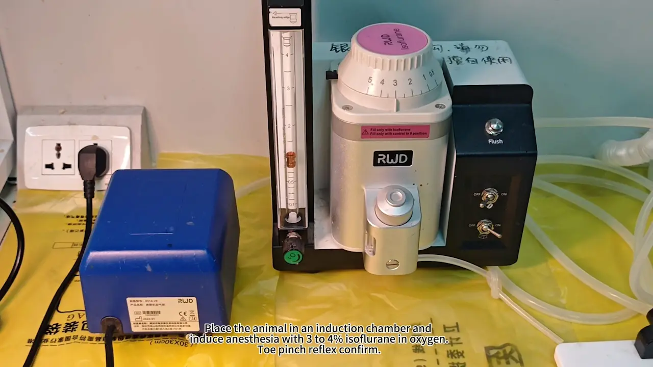 Holmium:YAG Laser-Assisted Induction of Bladder Neck Contracture in a Rat Model