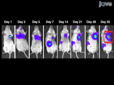 In vitro and in vivo Bioluminescence Reporter Gene Imaging of Human Embryonic Stem Cells