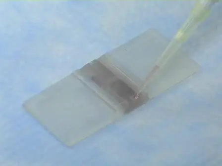 Counting and Determining the Viability of Cultured Cells