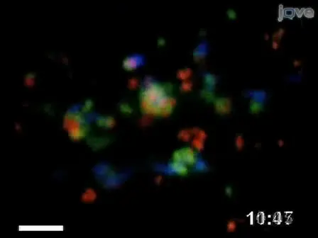 Generation of Bone Marrow Derived Murine Dendritic Cells for Use in 2-photon Imaging