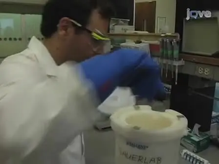 Chromatin Immunoprecipitation from Human Embryonic Stem Cells