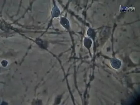 Primary Dissociated Midbrain Dopamine Cell Cultures from Rodent Neonates