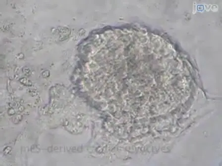 In vitro Differentiation of Mouse Embryonic Stem (mES) Cells Using the Hanging Drop Method