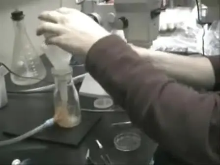 Dissection of Larval CNS in Drosophila Melanogaster