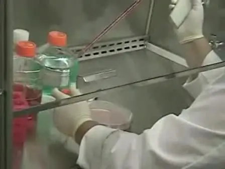 Human ES cells: Starting Culture from Frozen Cells