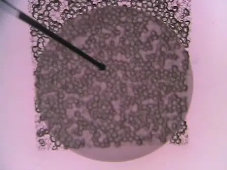 Reaggregate Thymus Cultures