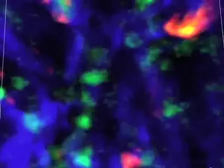 Imaging Effector Memory T cells in the Ear After Induction of Adoptive DTH