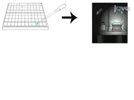 A Behavioral Assay to Measure Responsiveness of Zebrafish to Changes in Light Intensities 