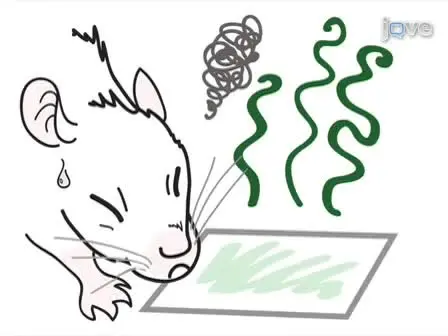 Olfactory Behavioral Testing in the Adult Mouse