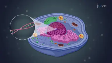 Nucleus