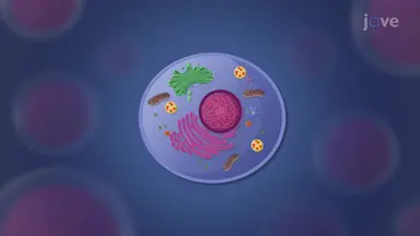 Animal Cell Structure
