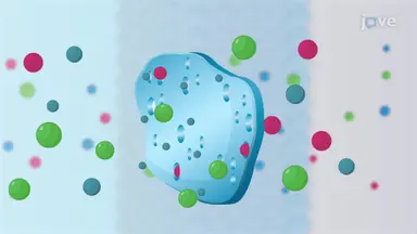 Cell Membrane