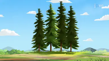 Plant Classification