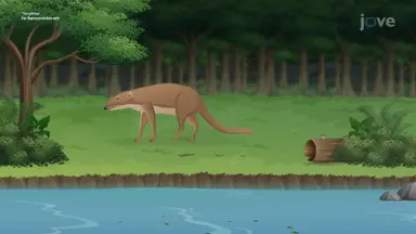 Evolution Evidence