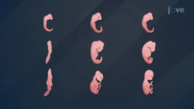 Comparative Development of Embryos