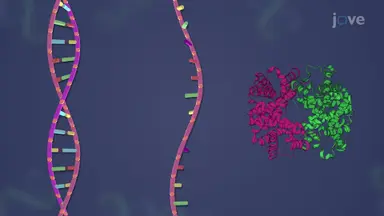 Molecular Evidence