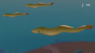 Jawless Fish