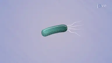 Bacteria: Characteristics