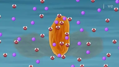 Osmosis