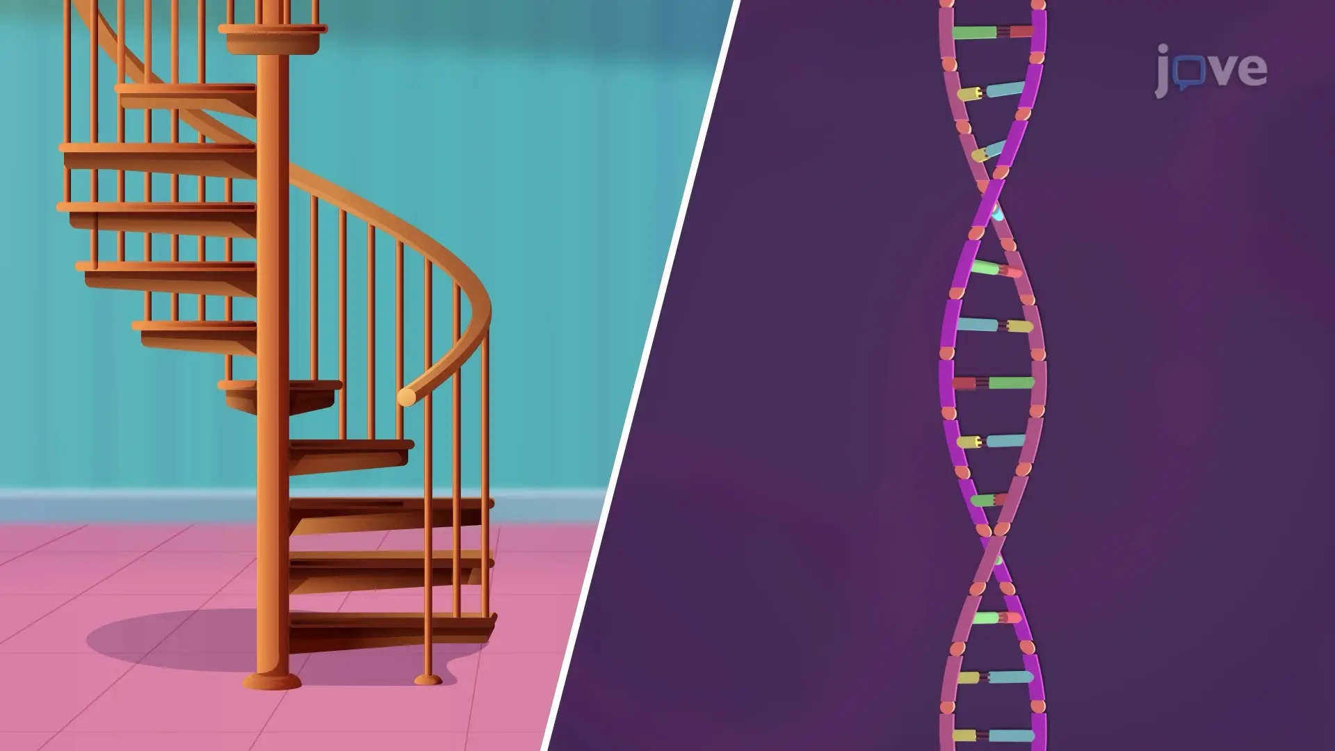 DNA Structure