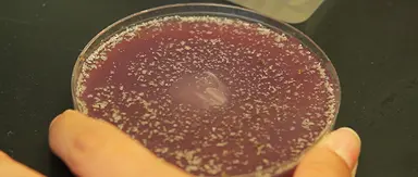 Biologia I: lievito, Drosophila e C. elegans