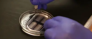 Bioengineering