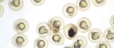 Biologia II: topo, pesce zebra e pulcino