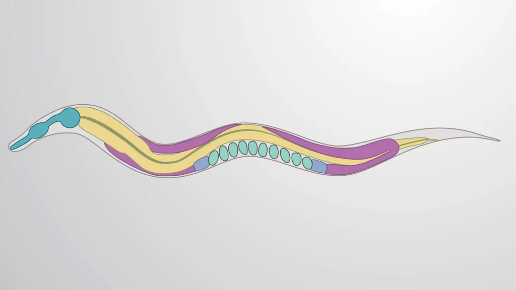 Caenorhabditis elegans (worm)