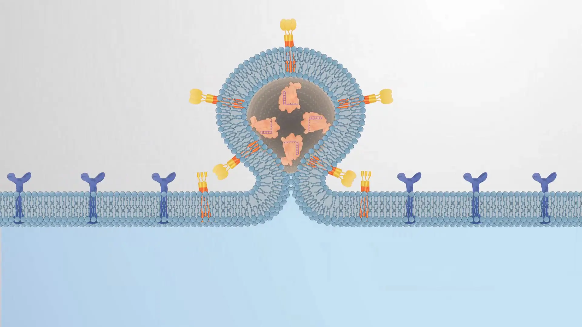 Gene Transfer Techniques