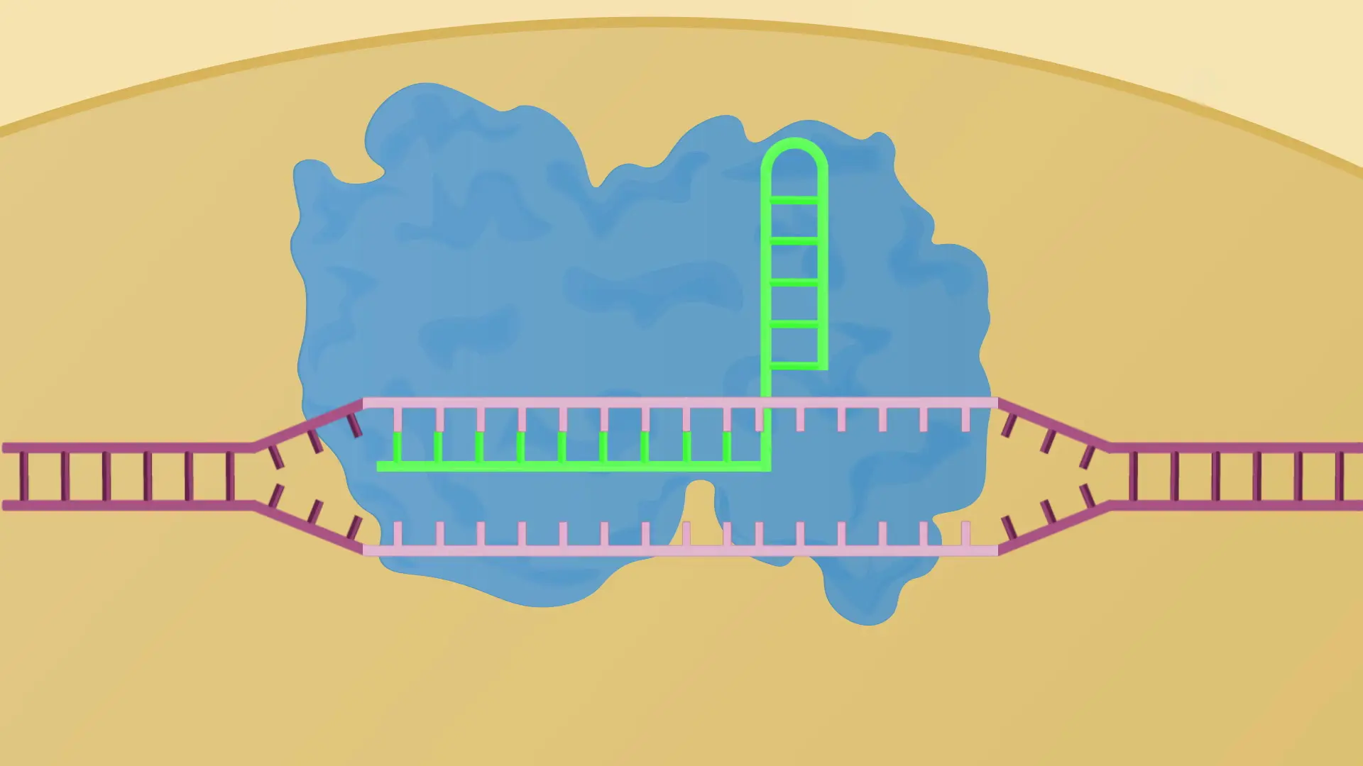 Genome Editing Techniques