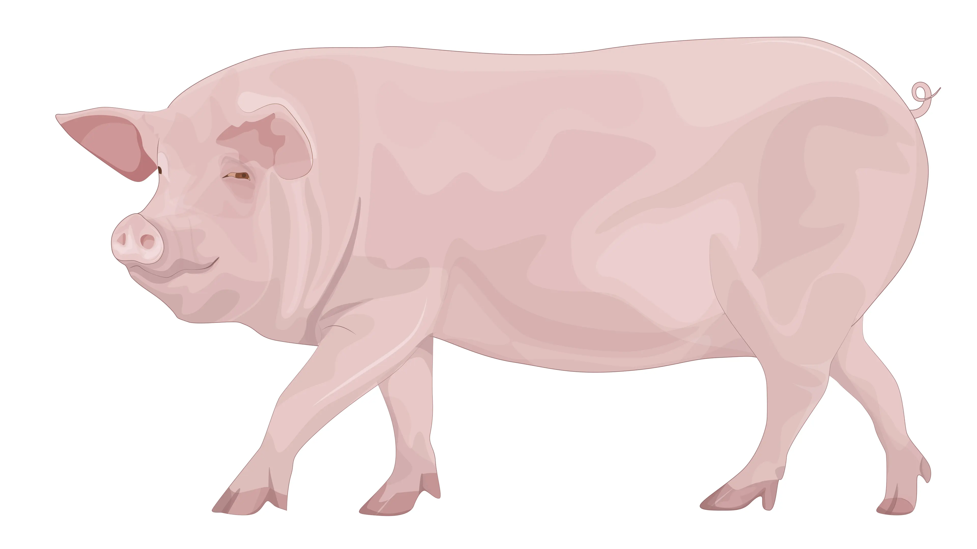 Large Animal Models