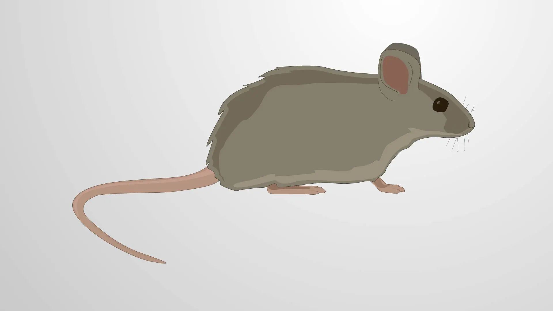 Rodent Models