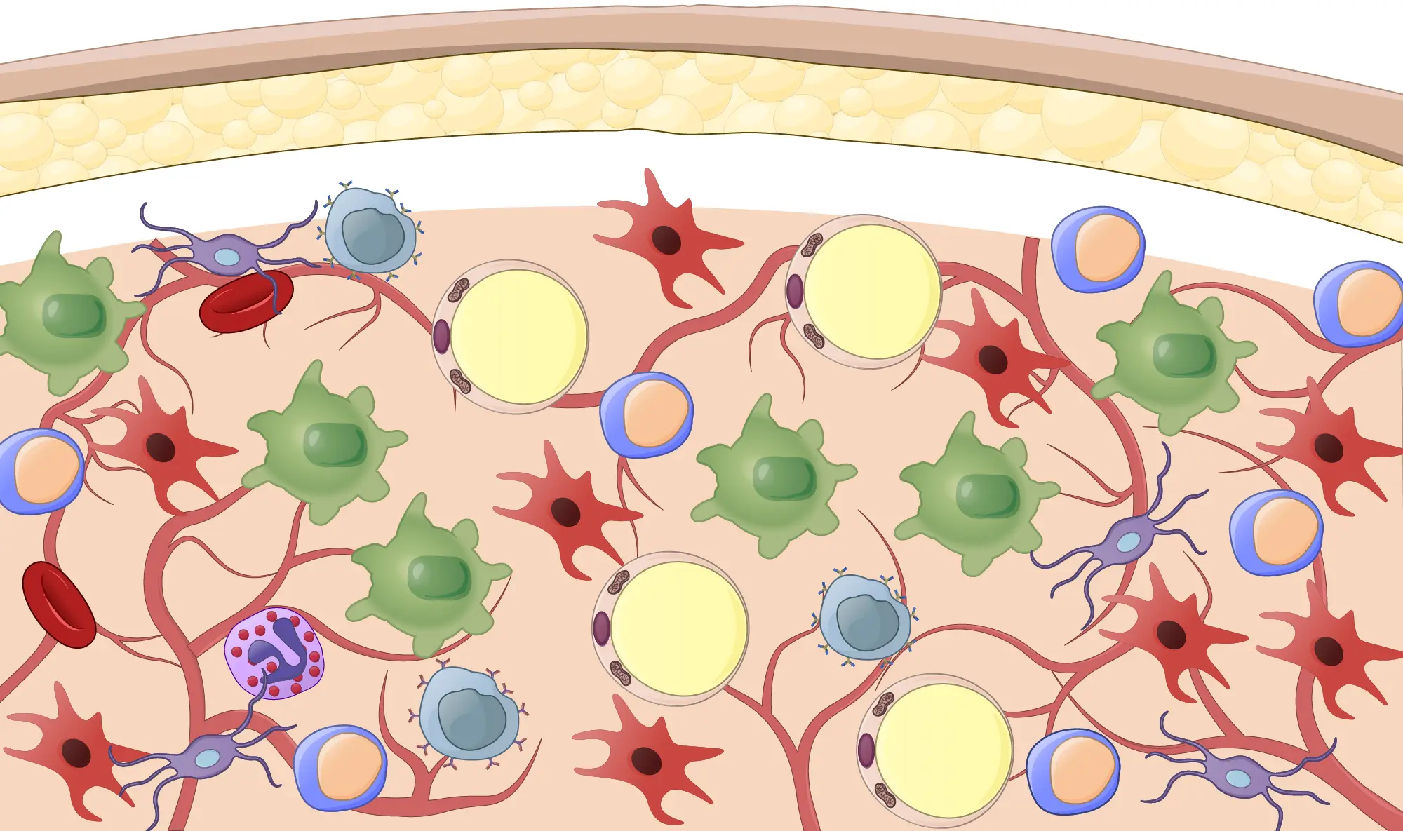 Immune Systems and Components